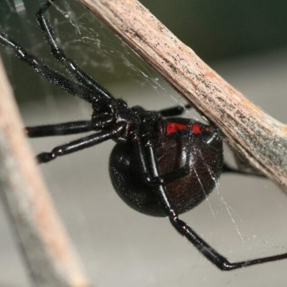 female-western-widow-980x635